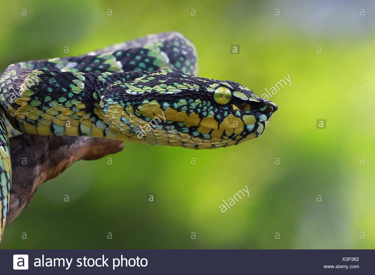 Side View Of A Viper Snake Head Stockfotos Und Bilder Kaufen Alamy