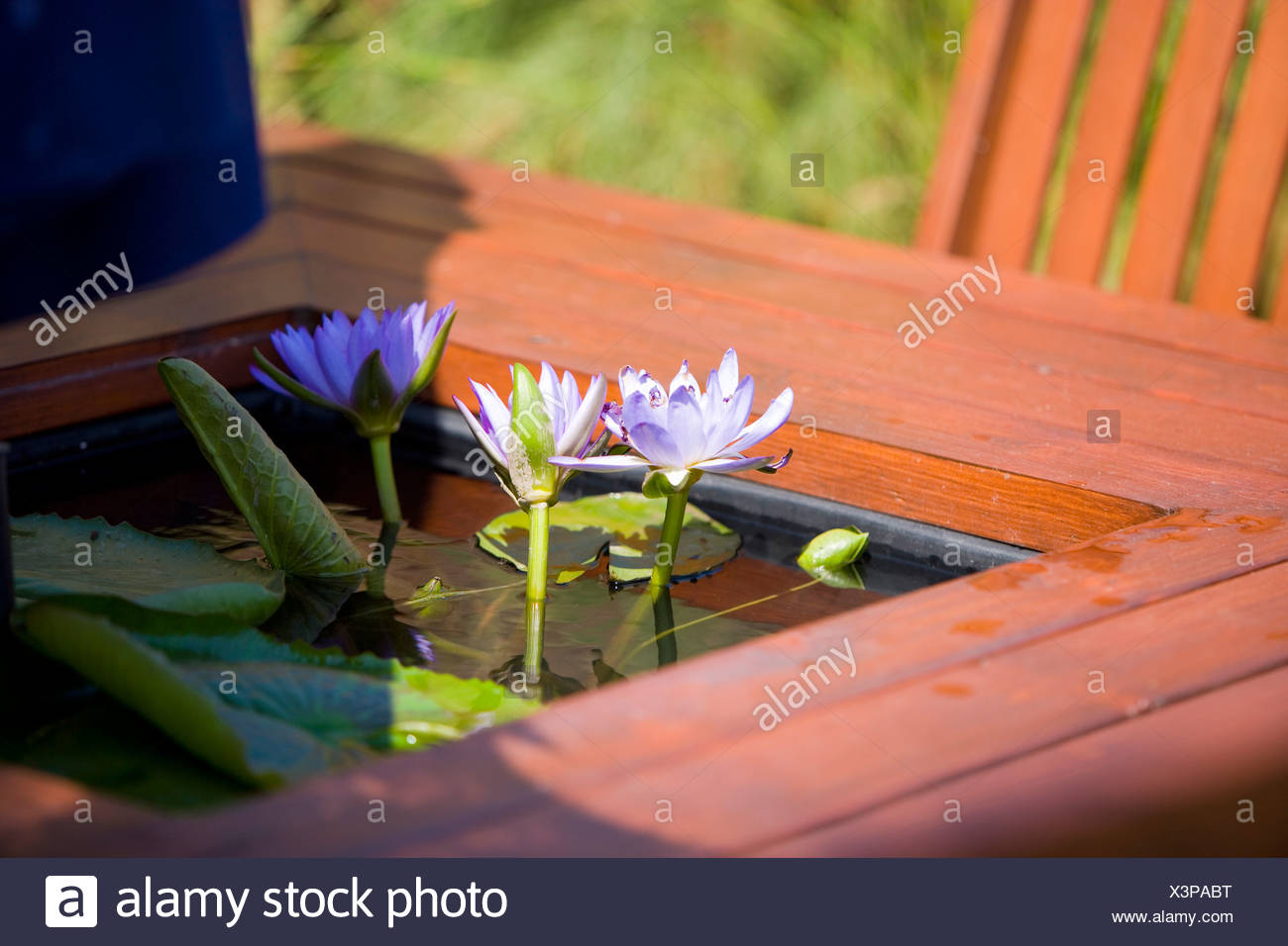 Kleine Wasser Lilien Wachsen In Einem Kleinen Pool Im Garten Stockfoto Bild 277700972 Alamy