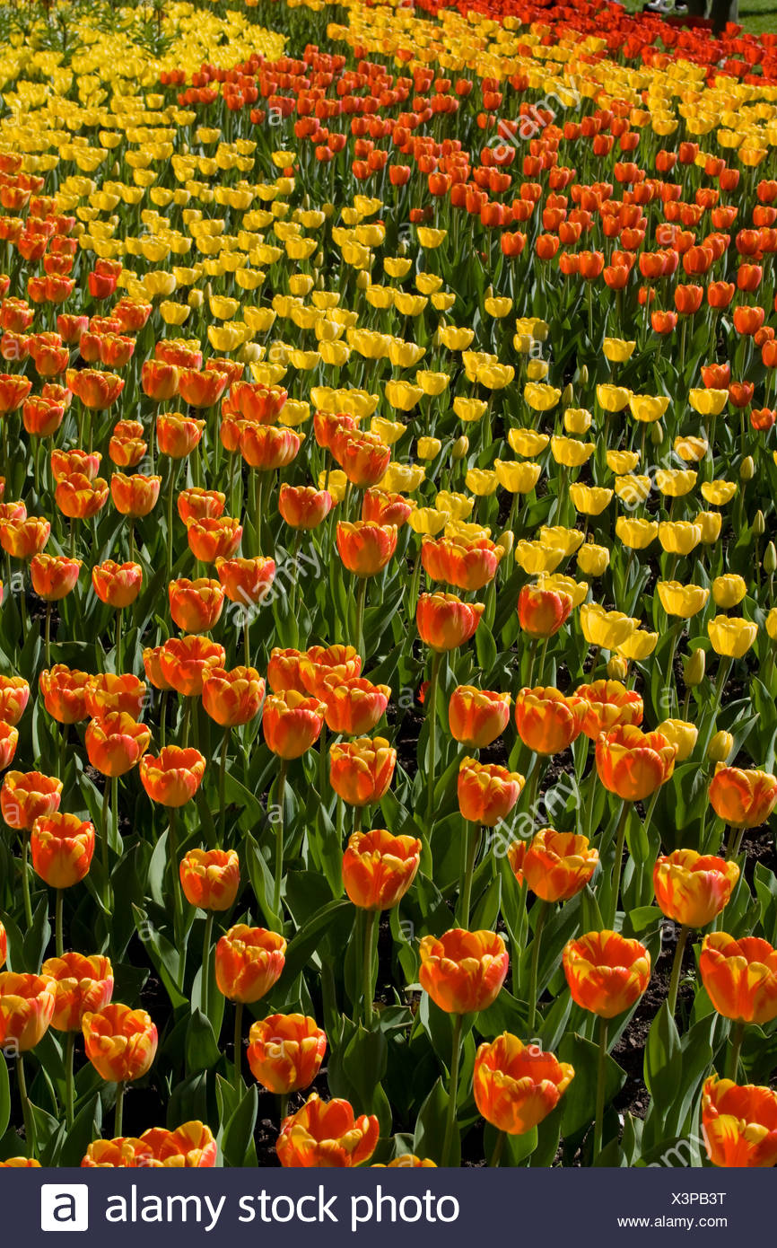 Tulpe Zeigen Tulipan Im Britzer Garten Park Berlin Deutschland