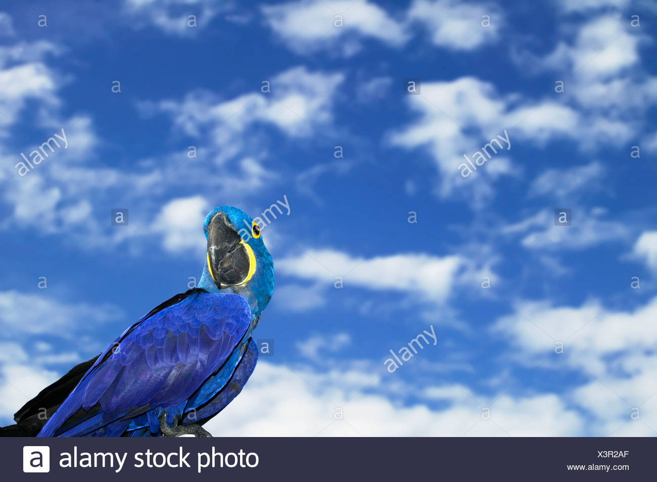 Brilliant Blauen Hyazinth Ara Mit Einem Gelben Ring Um Die Augen Stockfotografie Alamy Brilliant Blauen Hyazinth Ara Mit Einem Gelben Ring Um Die Augen Stockfotografie Alamy