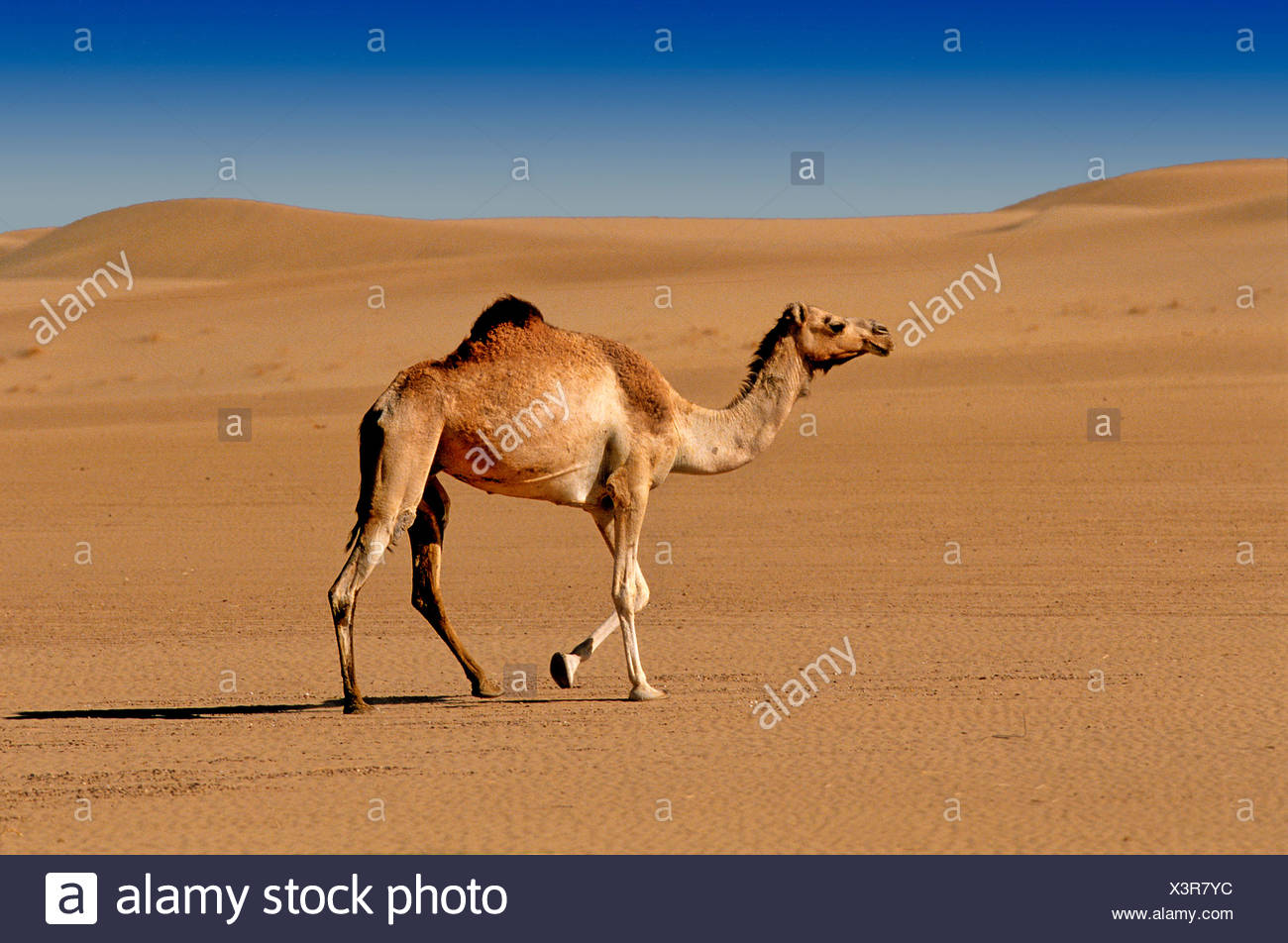Dromedar Camelus Dromedarius Rub Al Khali Wuste Khali Jemen Arabien Orient Tiere Wuste Stockfotografie Alamy