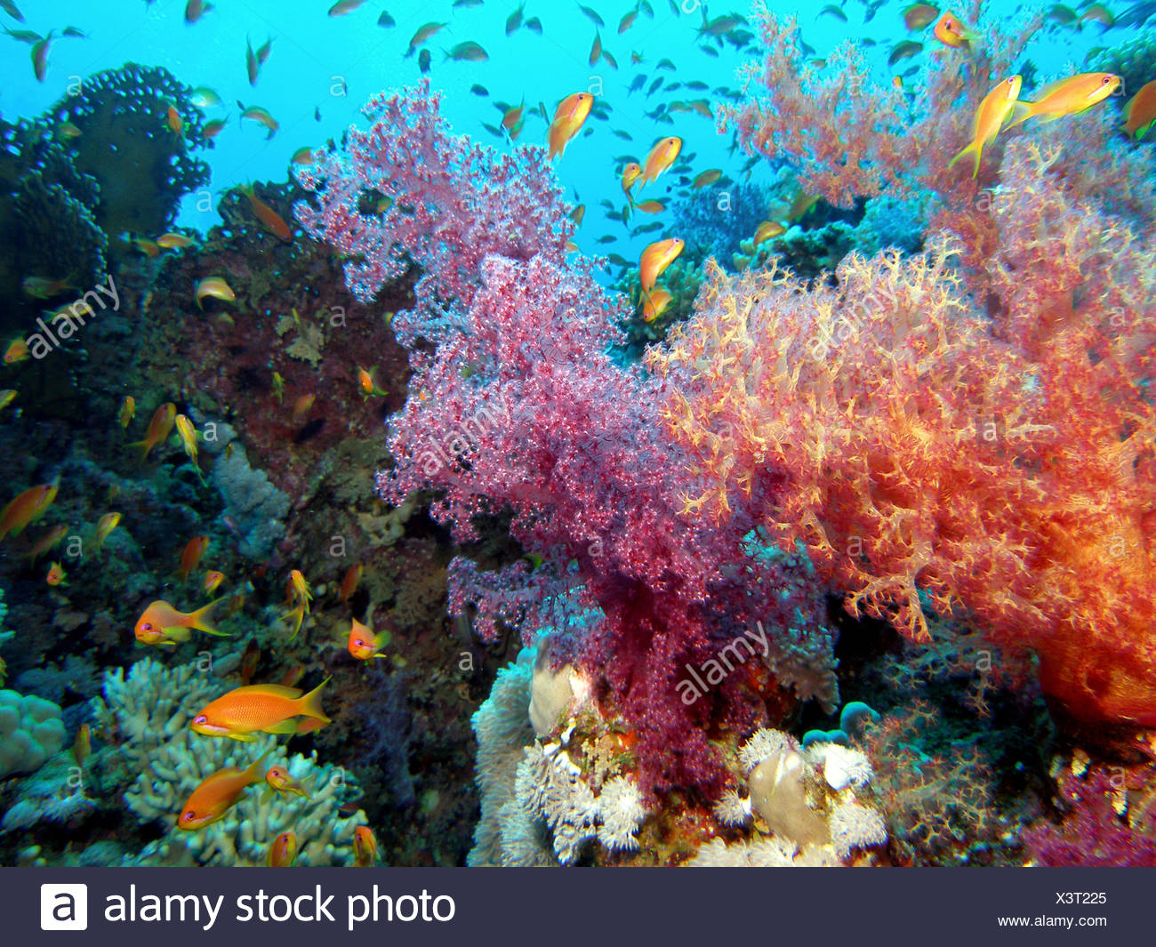 Malediven Tauchen Korallen Fische Fisch Unterwasser Malediven Agypten Tauchen Fische Hart Salz Stockfotografie Alamy