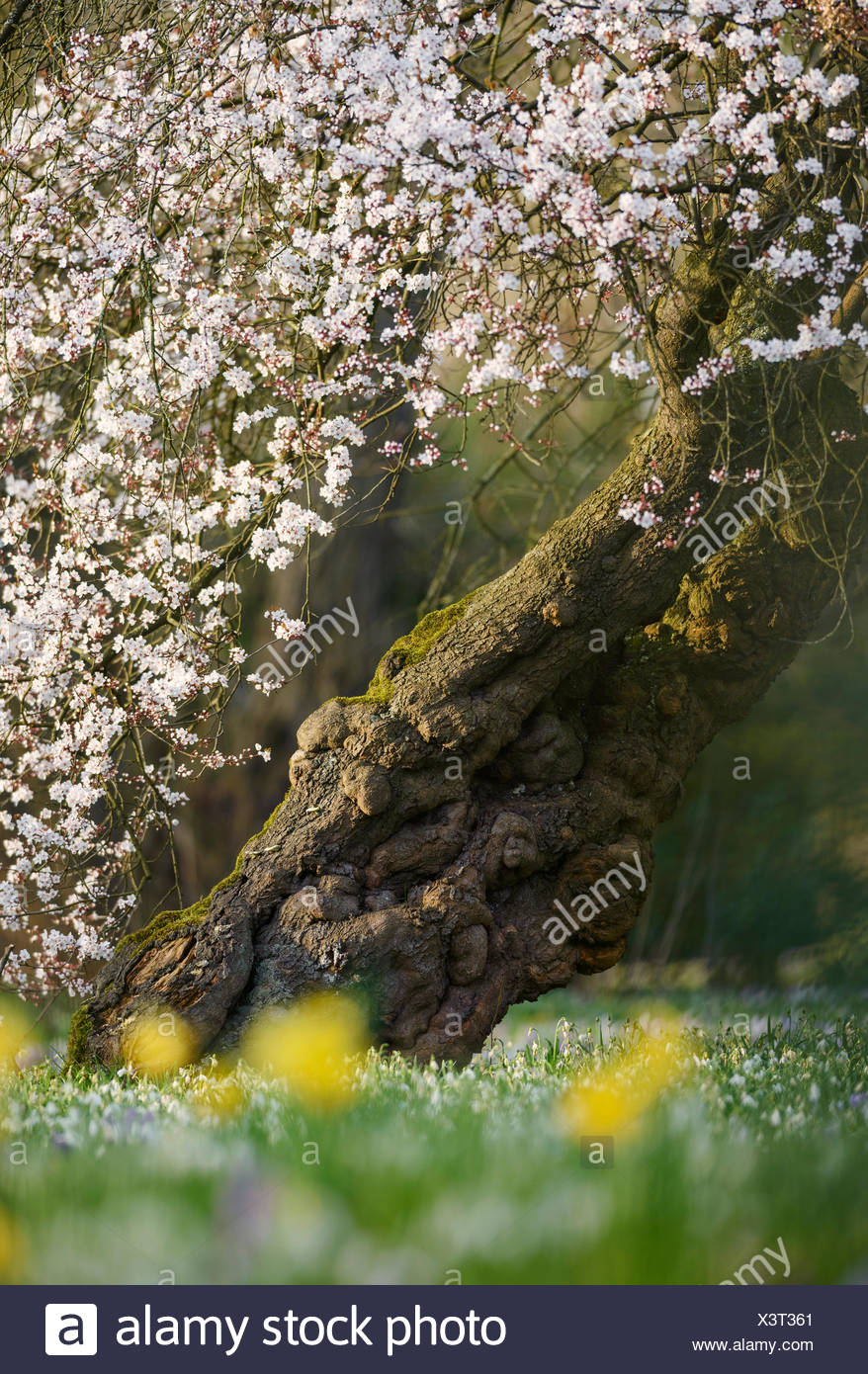 Japanische Kirsche Prunus Serrulata Botanischer Garten Koln
