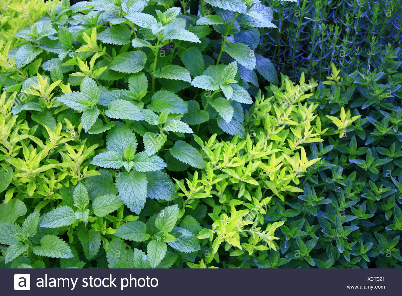 Oregano Zitronenmelisse Krauter Pflanzen Grun Kochen Koche Kochen