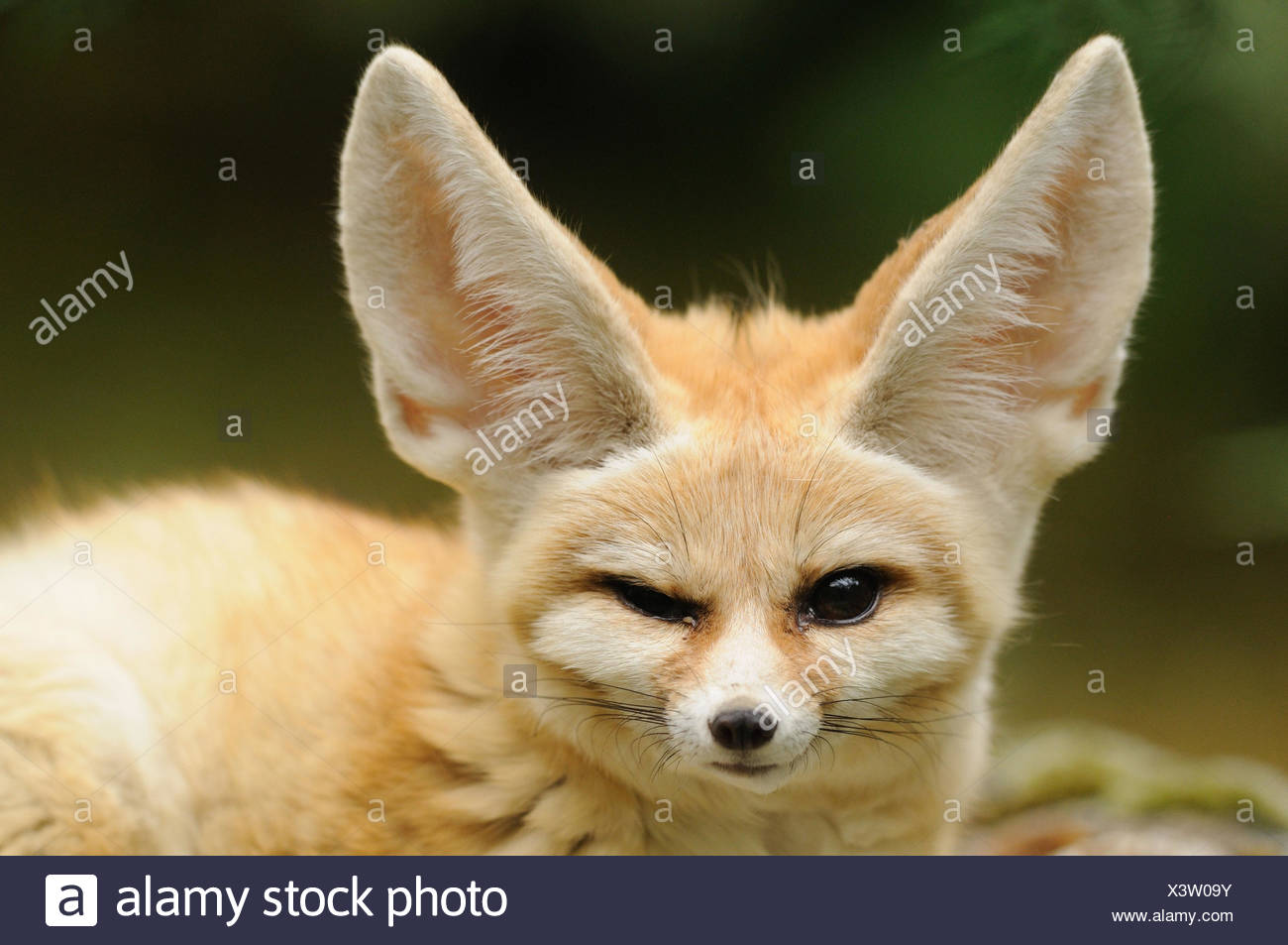 Fennec Fuchs Vulpes Zerda Portrat Vorderansicht Stockfotografie Alamy Fennec Fuchs Vulpes Zerda Portrat Vorderansicht Stockfotografie Alamy