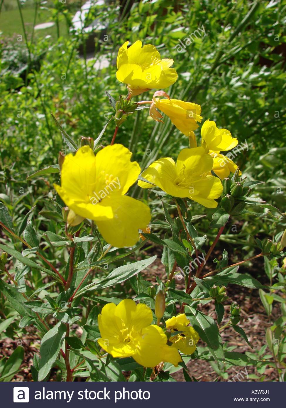 Garten Blume Pflanze Blute Blute Gedeihen Bluhende Garten Gelb Natur Stockfotografie Alamy
