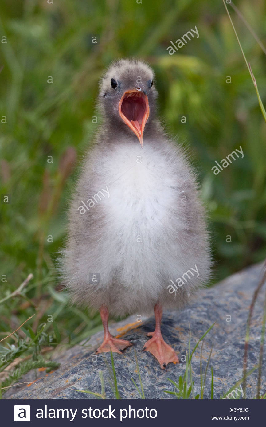 Neugeborenen Kustenseeschwalbe Kuken Mit Mund Weit Offen Und Warten Auf Potter Marsh Gefuttert Werden In Der Nahe Von Anchorage Alaska Stockfotografie Alamy