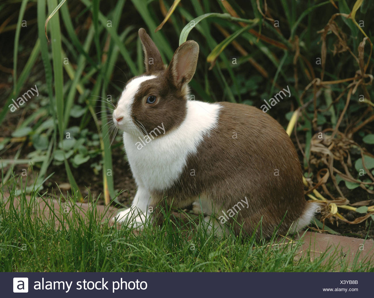 Wiese Pygmy Kaninchen Braun Weiss Tiere Tiere Saugetiere