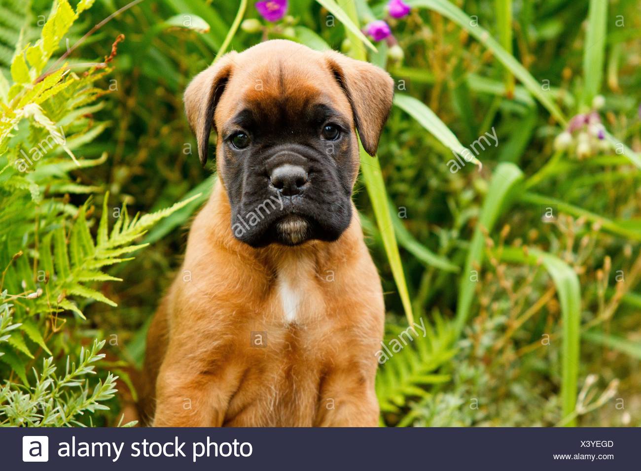 Boxer Welpen Braun