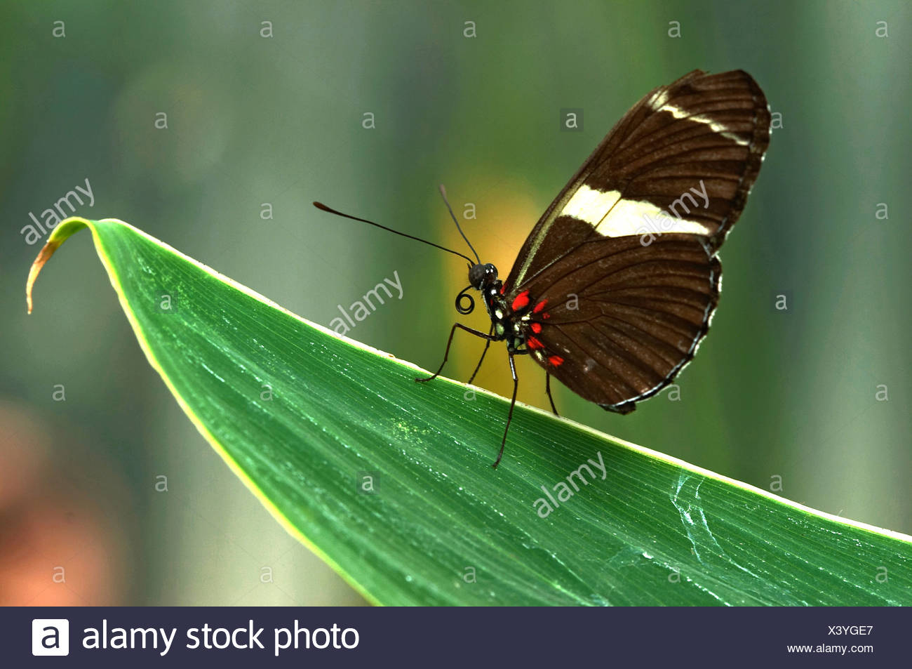 Tropische Schmetterlinge Im Botanischen Garten Augsburg Deutschland Stockfotografie Alamy