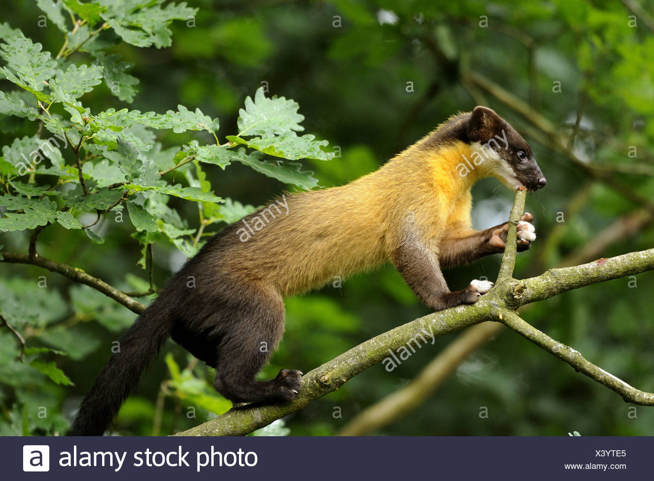 marten-species-stockfotos-und-bilder-kaufen-alamy