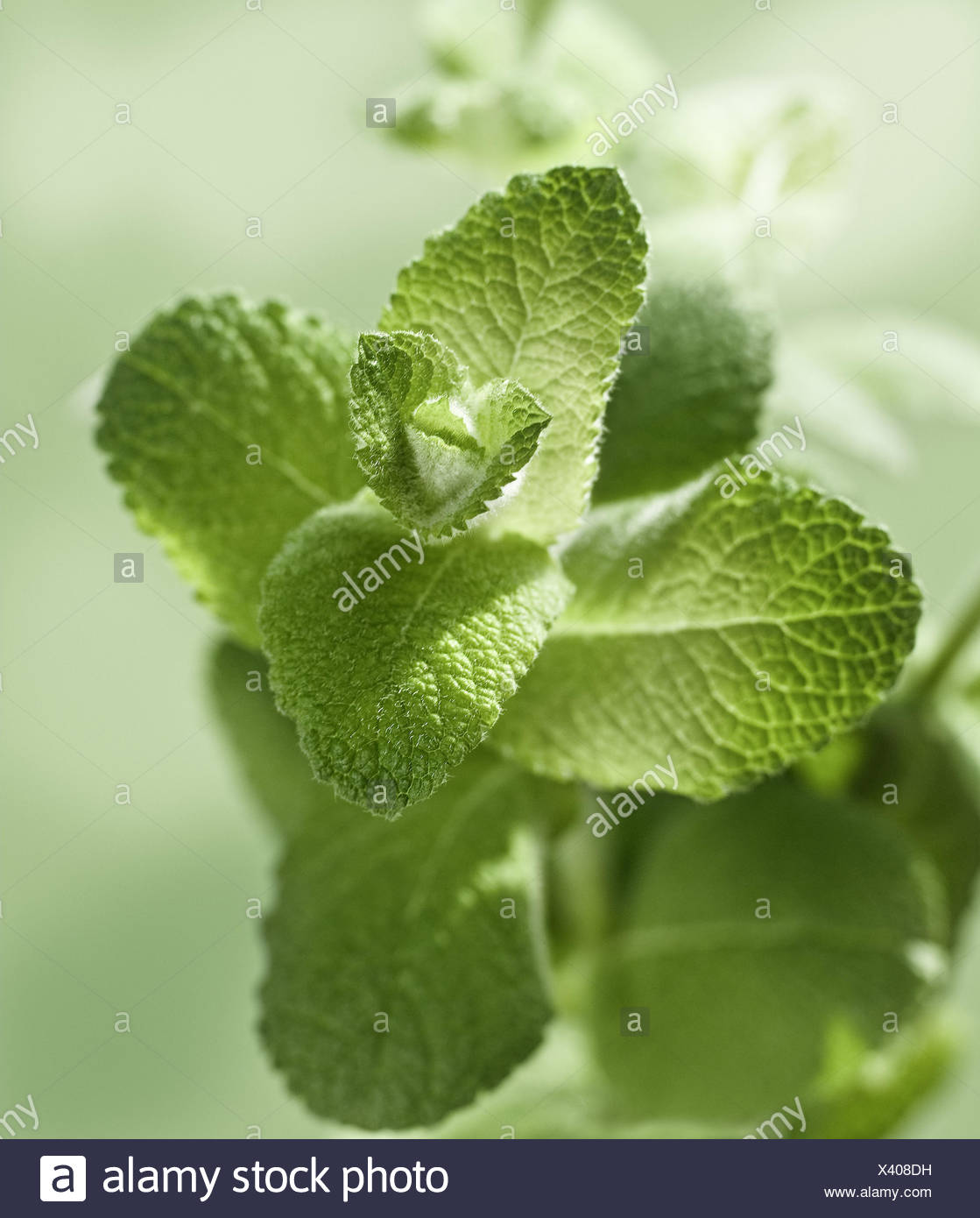 Mentha Suaveolens Stockfotos und bilder Kaufen Alamy