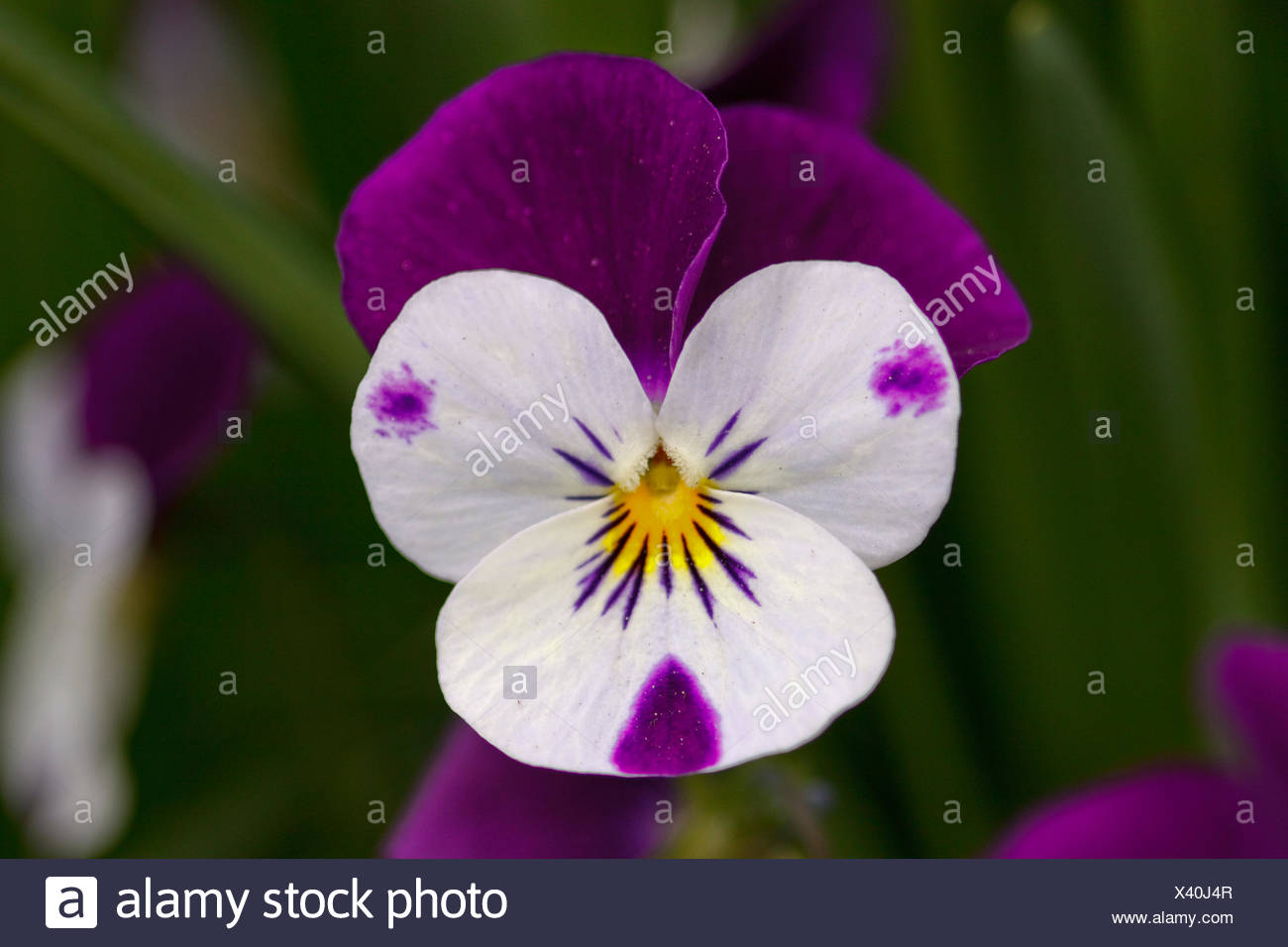 Stiefmutterchen Veilchen Viola Stockfotografie Alamy
