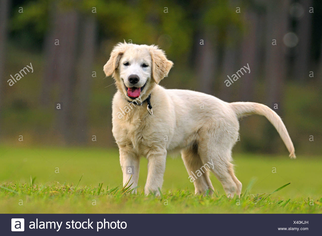 Golden Retriever Hund Welpe (8 Wochen) stehen auf der Wiese