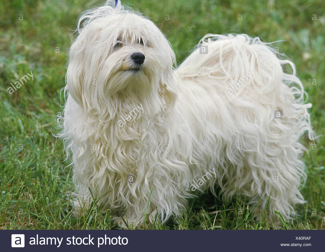 Ungarischer Pumi Hund Stockfotos &amp; Ungarischer Pumi Hund Bilder Alamy