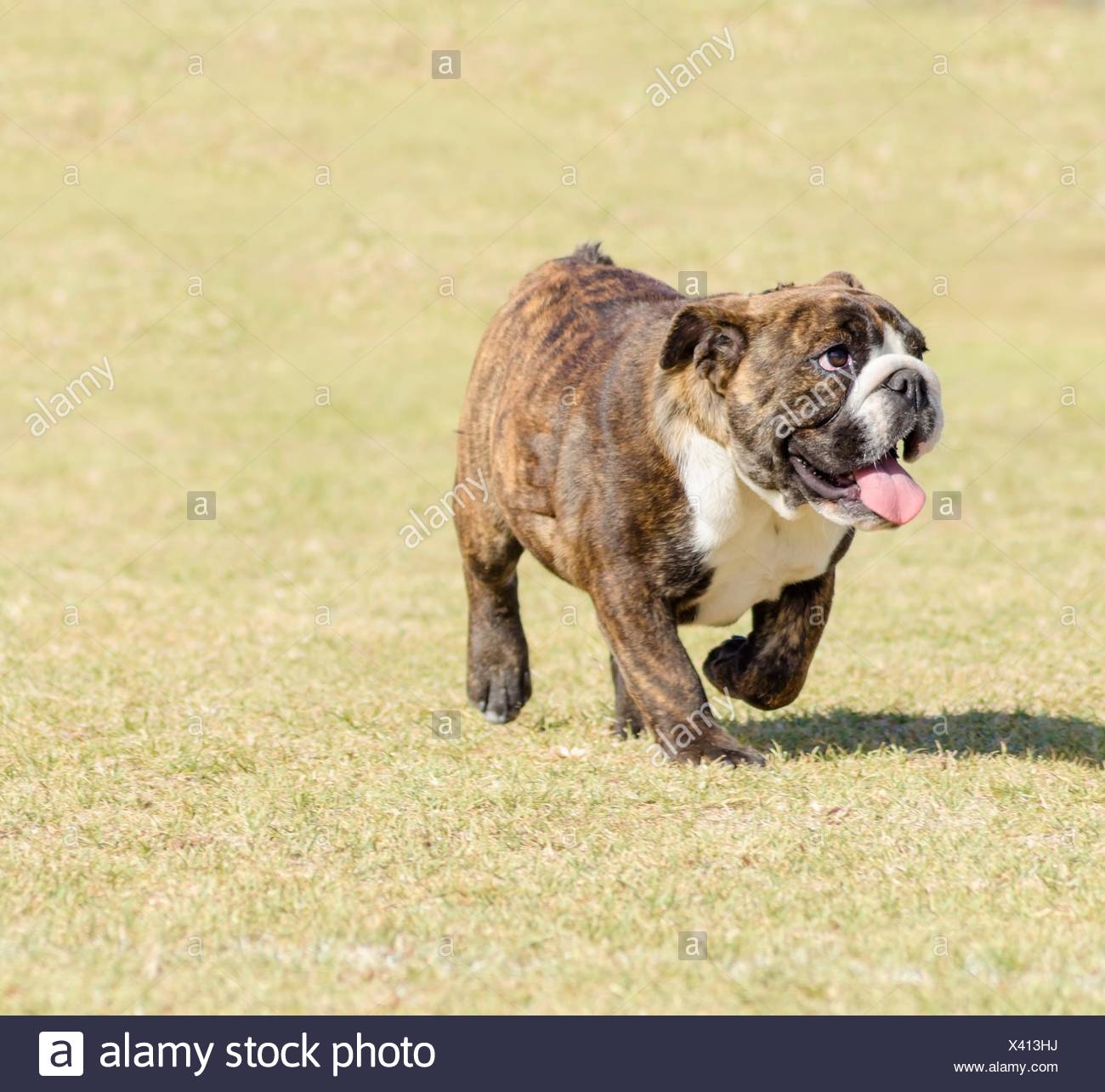 Muskulöser Schwerer Hund Stockfotos und bilder Kaufen Alamy