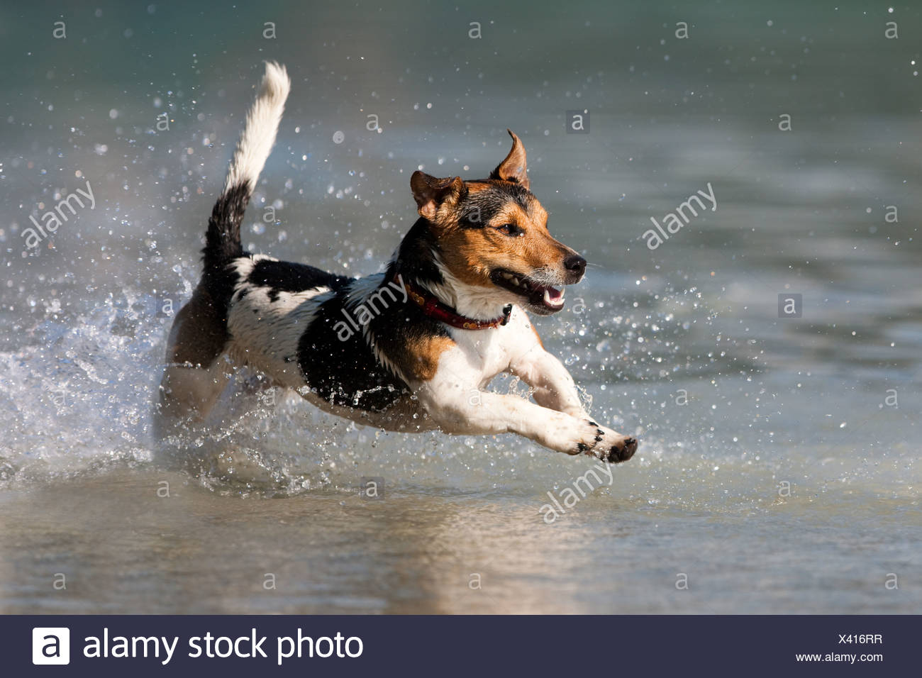 Jack Russell Terrier Jumping In Stockfotos und bilder Jack Russell Terrier springen in Wasser, Nord Tirol