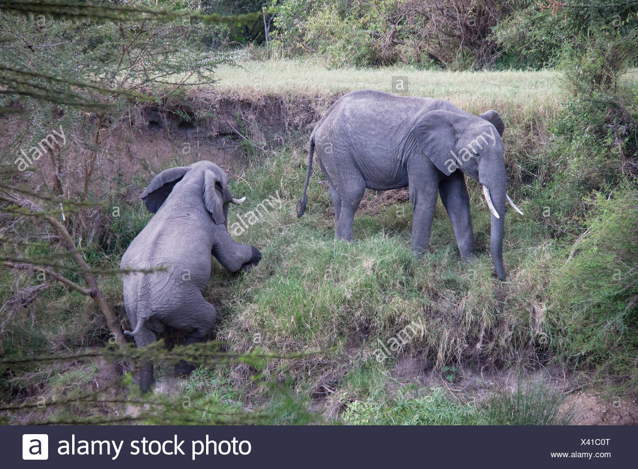 Climbing Elephant Stockfotos und bilder Kaufen Alamy