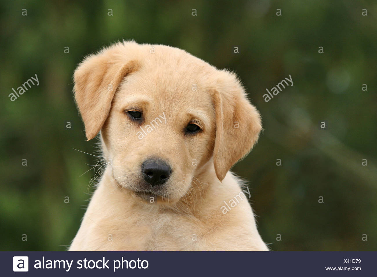 Portrat Eines Gelben Labrador Retriever Welpen Stockfotografie Alamy