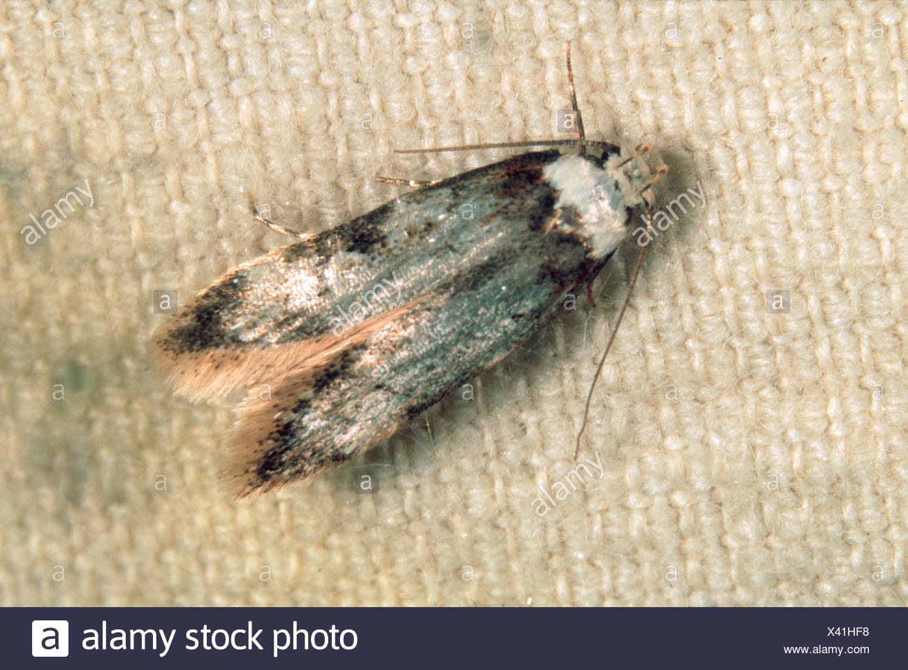 Brown House Moth Stockfotos Brown House Moth Bilder Alamy