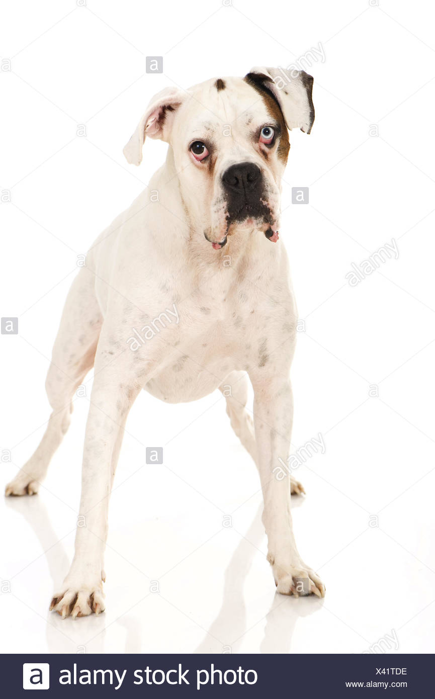 Weisser Boxerhund Stockfotos Und Bilder Kaufen Alamy