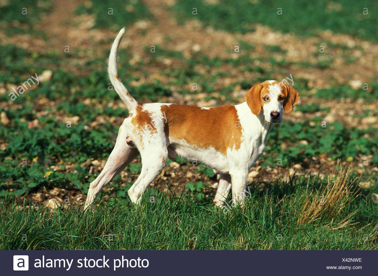 Grosser Anglo Franzosischer Weiss Und Orange Hound Oder Grand Anglo Francais Blanc Et Orange Mannlichen Stehen Im Feld Stockfotografie Alamy