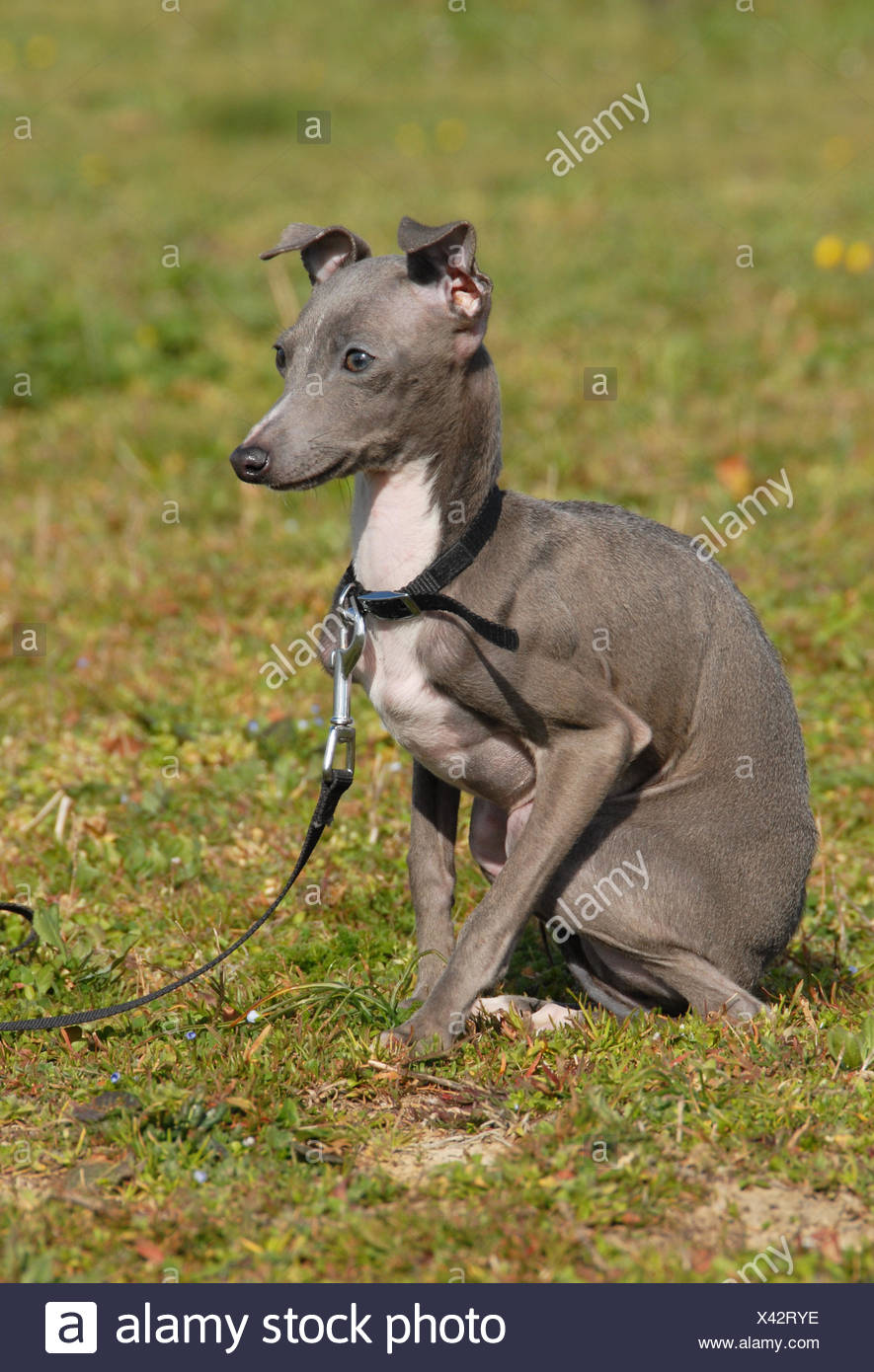 Italian Greyhound Miniature Dog Stockfotos Und Bilder Kaufen Alamy
