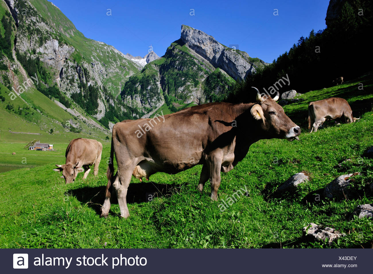 Appenzell Cows Stockfotos und -bilder Kaufen - Alamy