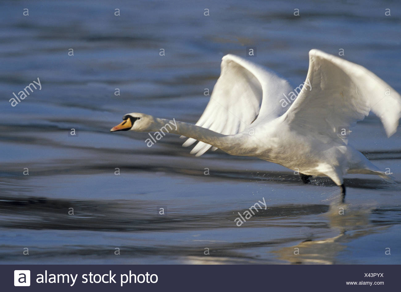 Seen Buckel Schwan Cygnus Olor Flug Start Europa Deutschland Tiere Tier Vogel Vogel Wilde Tiere Wildes Tier Vogel Passage Die Gans Vogel Anseriformes Anatids Anatidae Wasservogel Schwane Schwan Mut Schwan Fliegen Fliegen Start