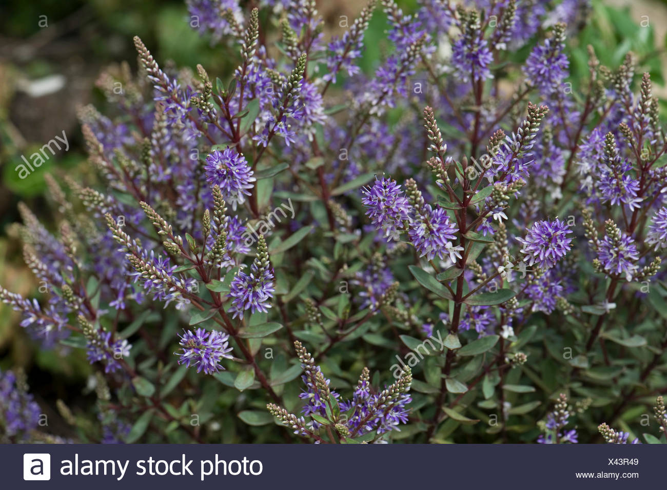 Hebe Stockfotos und bilder Kaufen Alamy