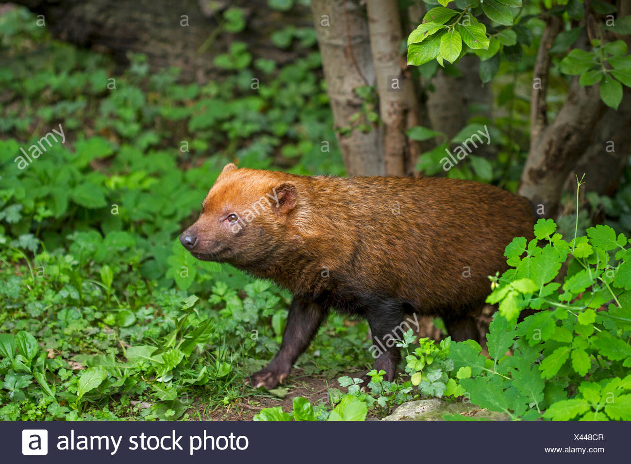 BuschHund (Speothossogar Venaticus), Dickicht aus Stockfoto, Bild
