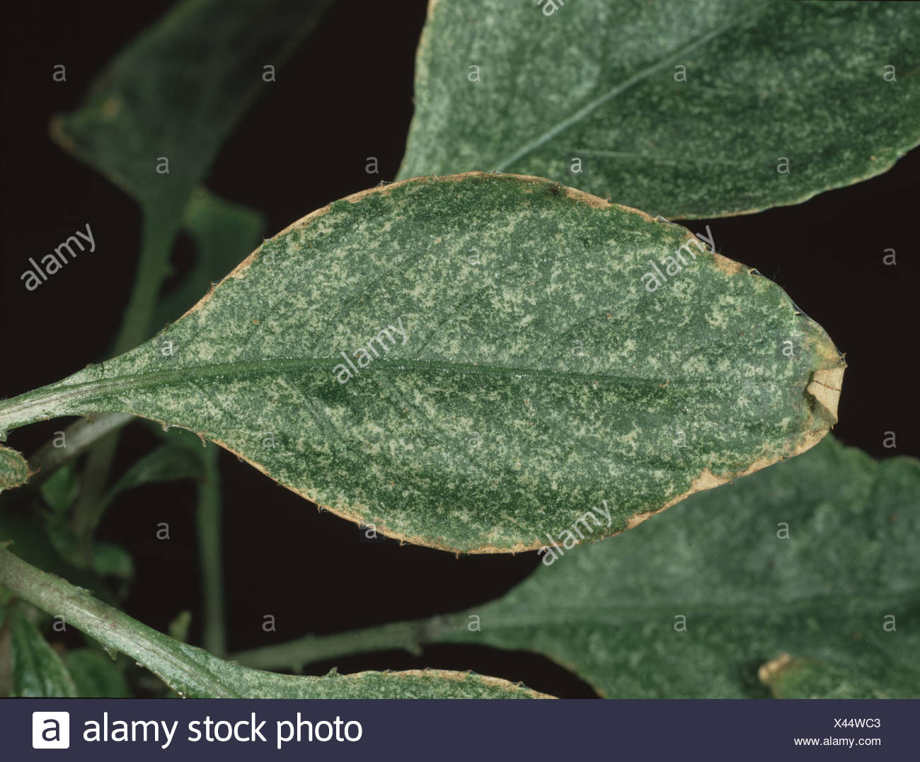 Zwei Gefleckte Spinnmilbe Tetranychus Urticae Ornamentale Haus