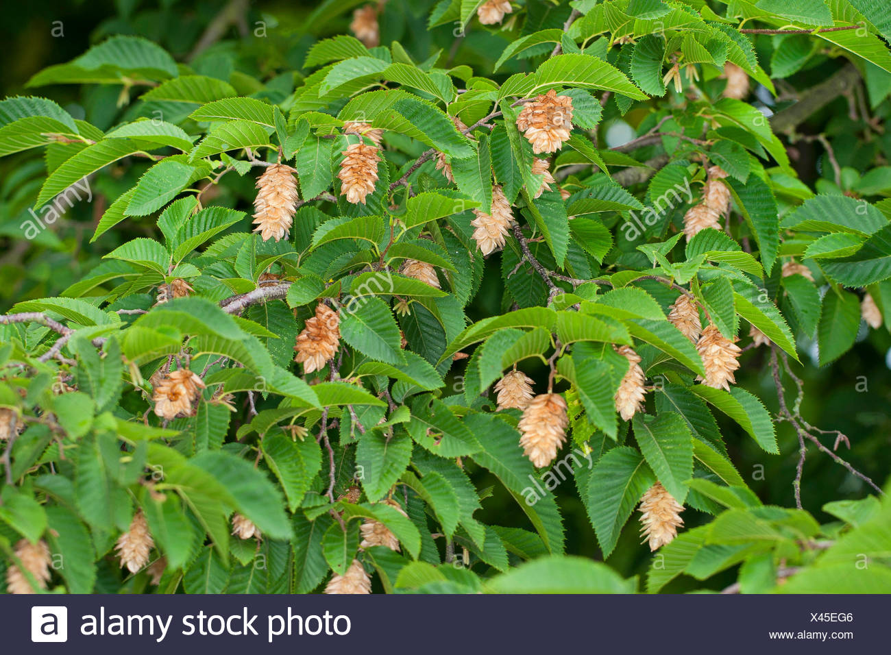 Seltene,Hop Hainbuche,Ostrya Carpinifolia,Hardy Blühender Baum,Prächtigen Fruit