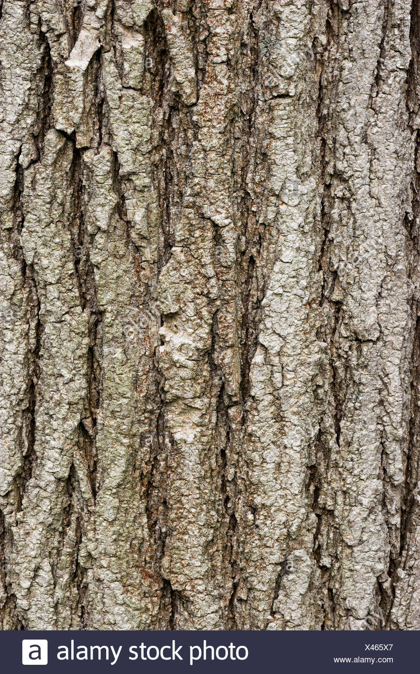 Sophora Japonica Stockfotos und bilder Kaufen Alamy