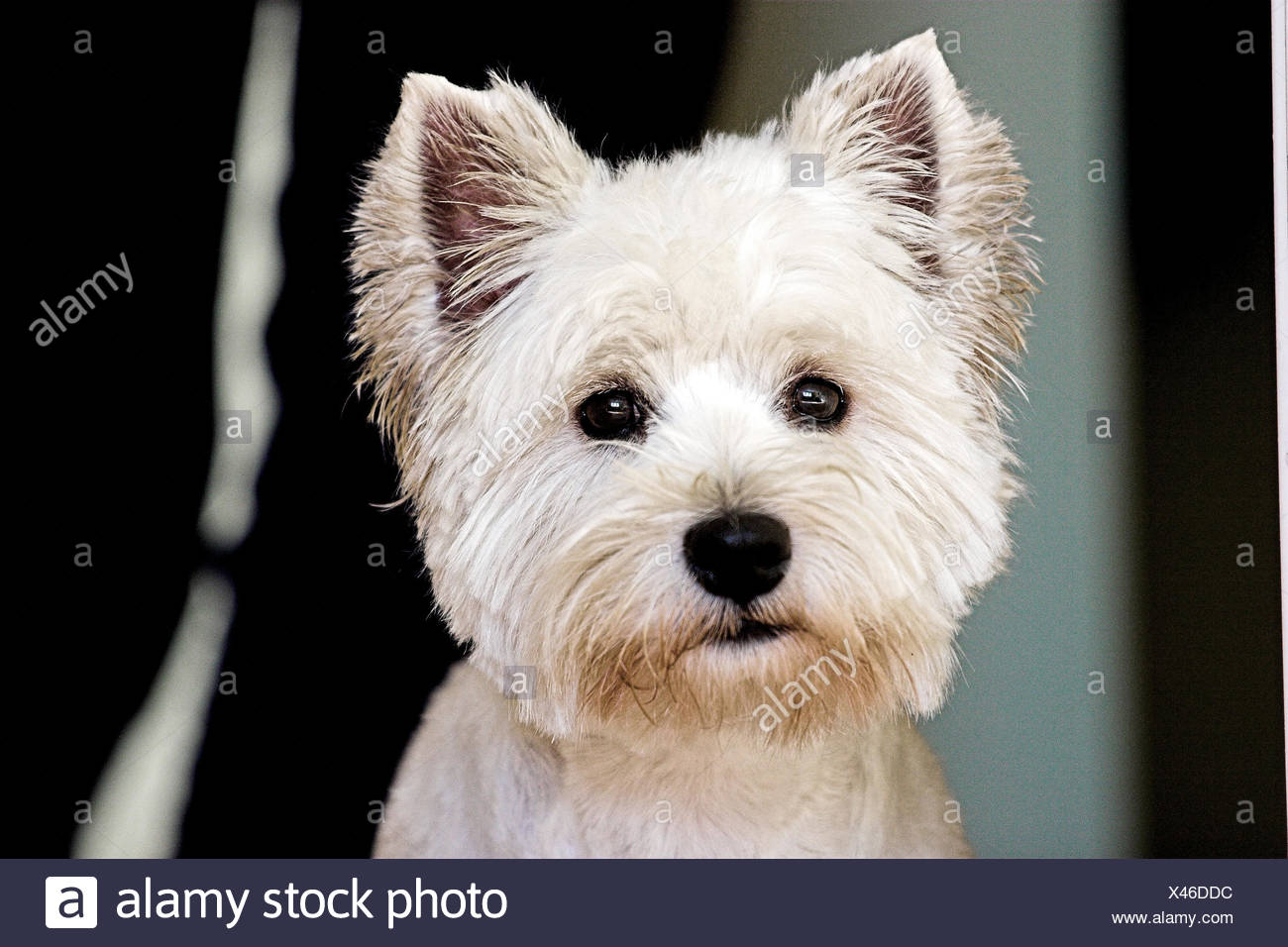 Haustier Porträt Hund Terrier charmant damit verbundenen Begleiter