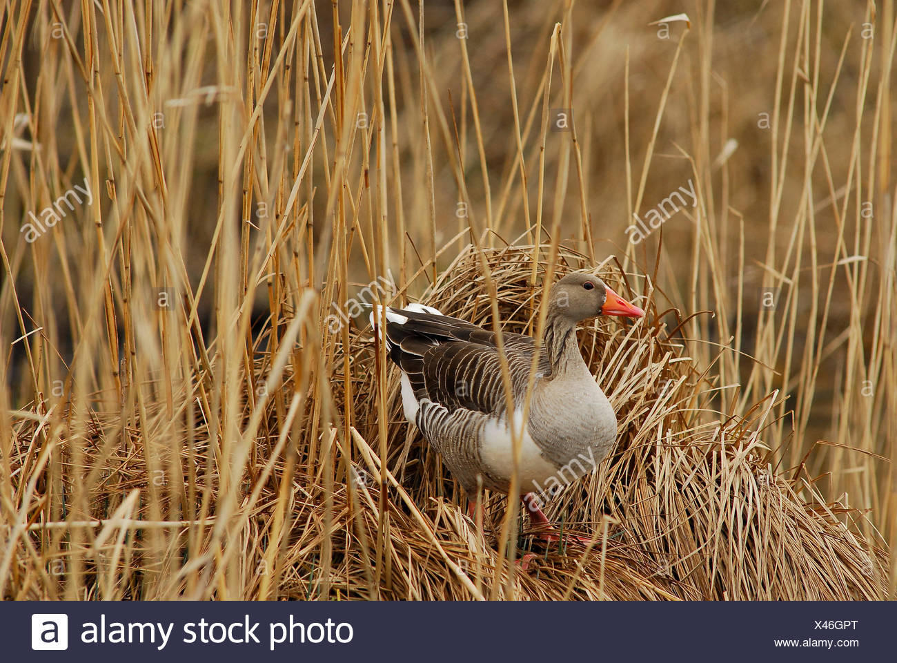 Vogel Vogel Bruten Fruhjahr Brut Wasservogel Ganse Wasservogel