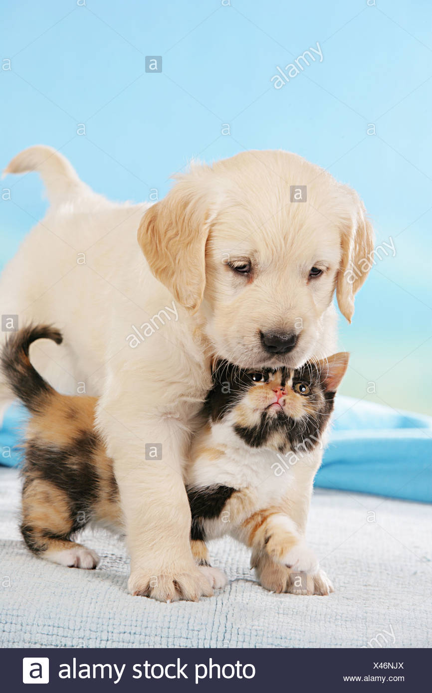 Tierische Freundschaft Golden Retriever Welpen Und Britsh Kurzhaar Kitten Stockfotografie Alamy