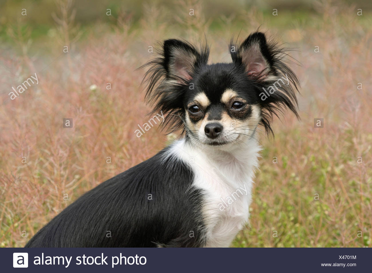gefärbte hunde