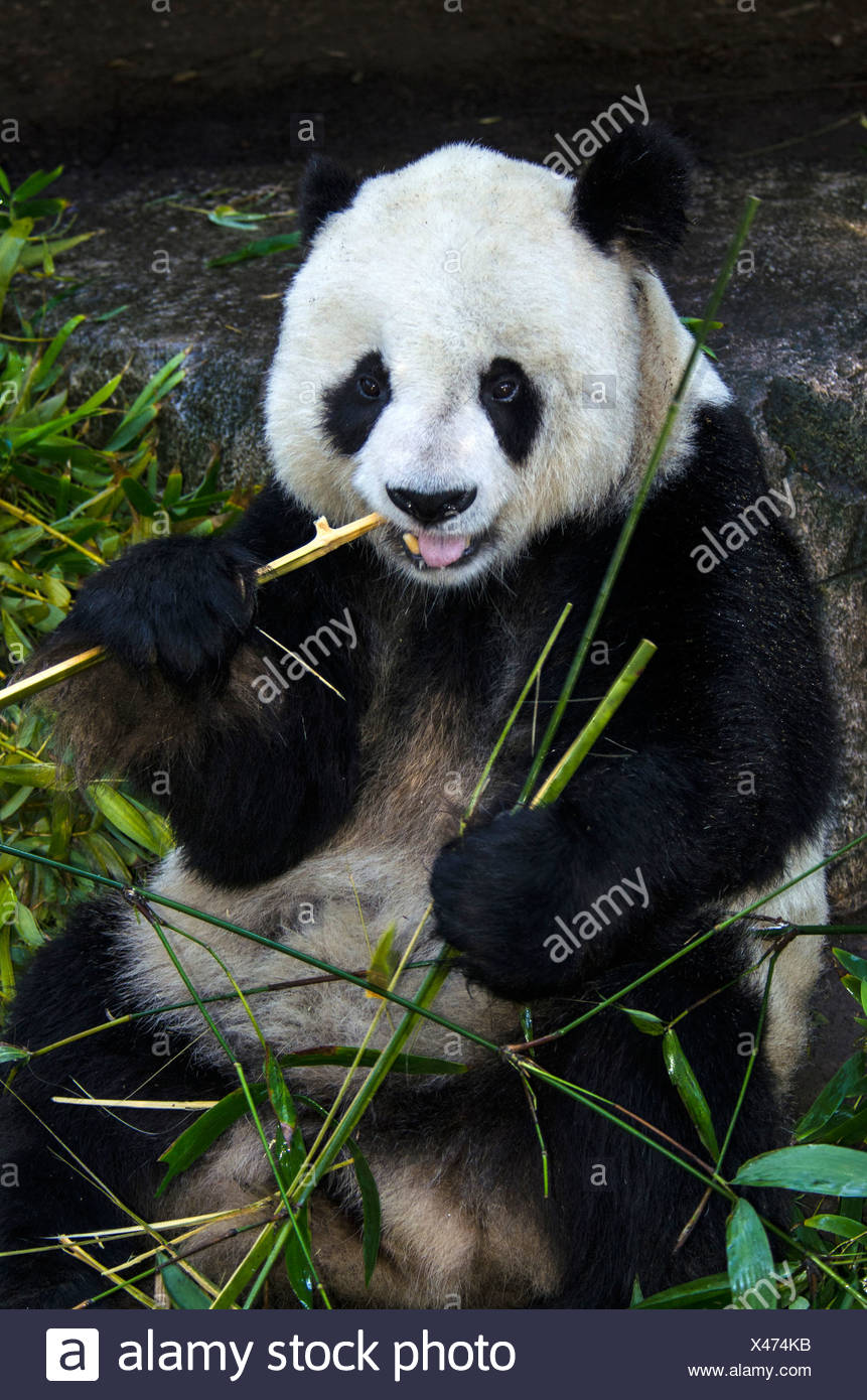 Giant Panda Panda Tier Portrat Ailuropoda Melanleuca Stockfotografie Alamy