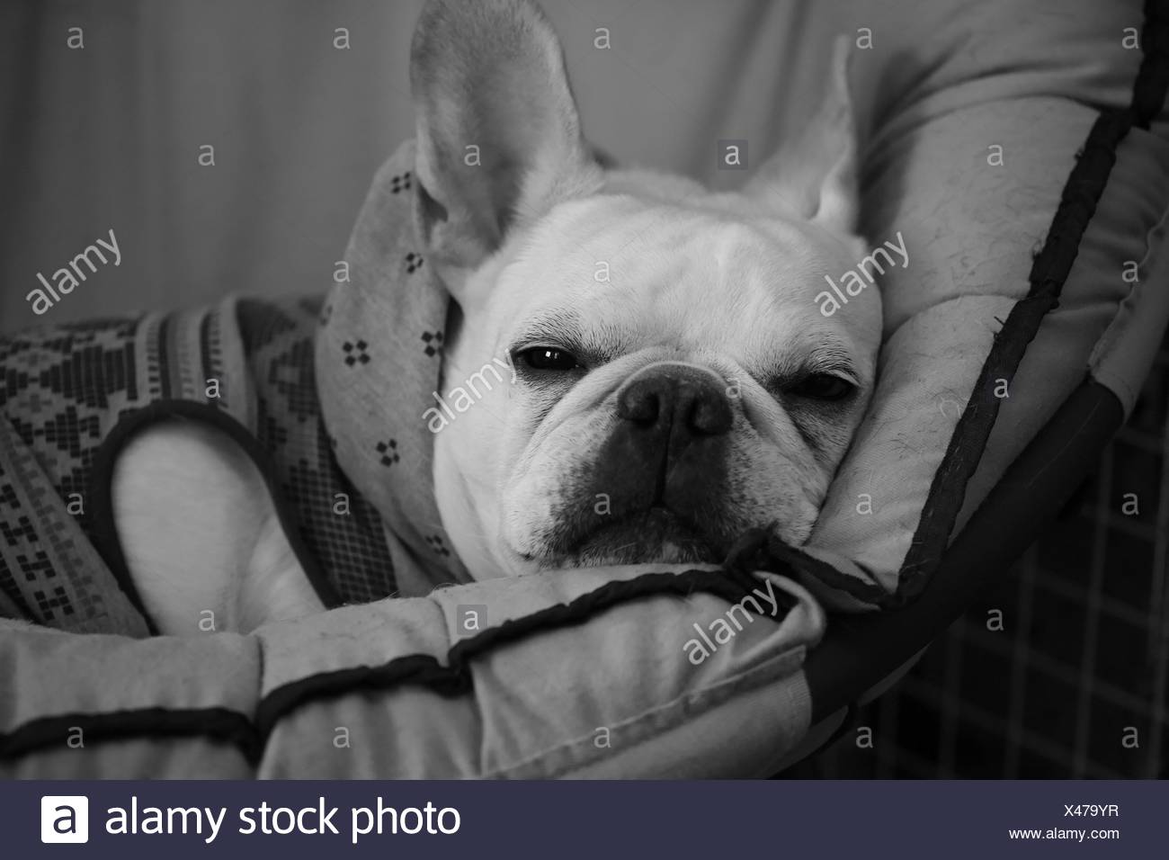 Portrat Von Franzosische Bulldogge Entspannung Zu Hause Stockfoto
