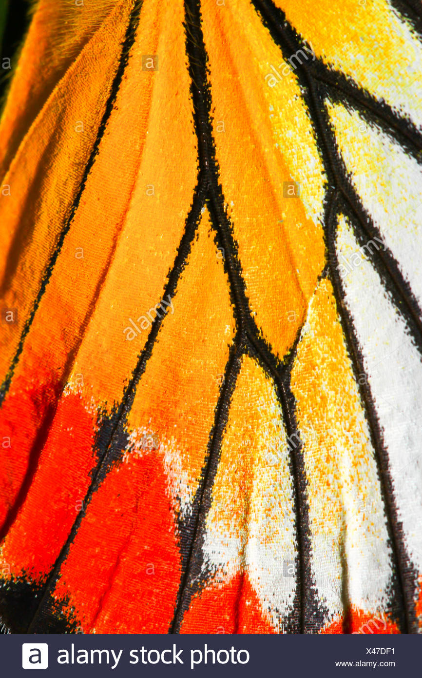 Schmetterling Flugel Textur Detail Der Schmetterlingsflugel Fur Nahaufnahme Stockfotografie Alamy