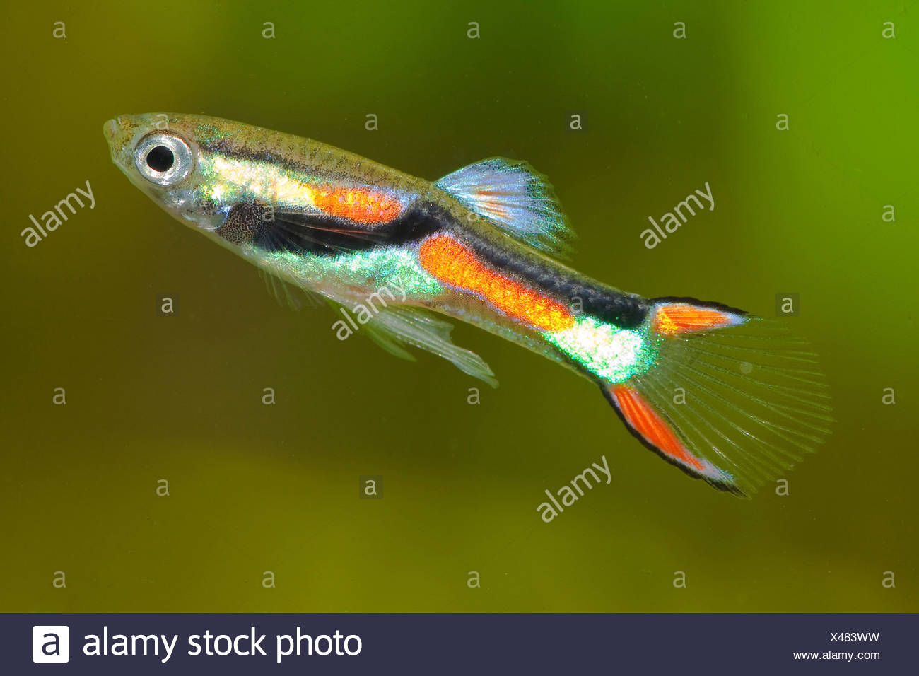 Endler Guppy Endler Livebearer Poecilia Wingei Mannlich Stockfotografie Alamy