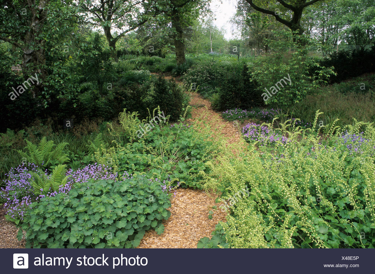 Wald Zu Pflanzen Hackschnitzel Pfad Pensthorpe Welle Garten