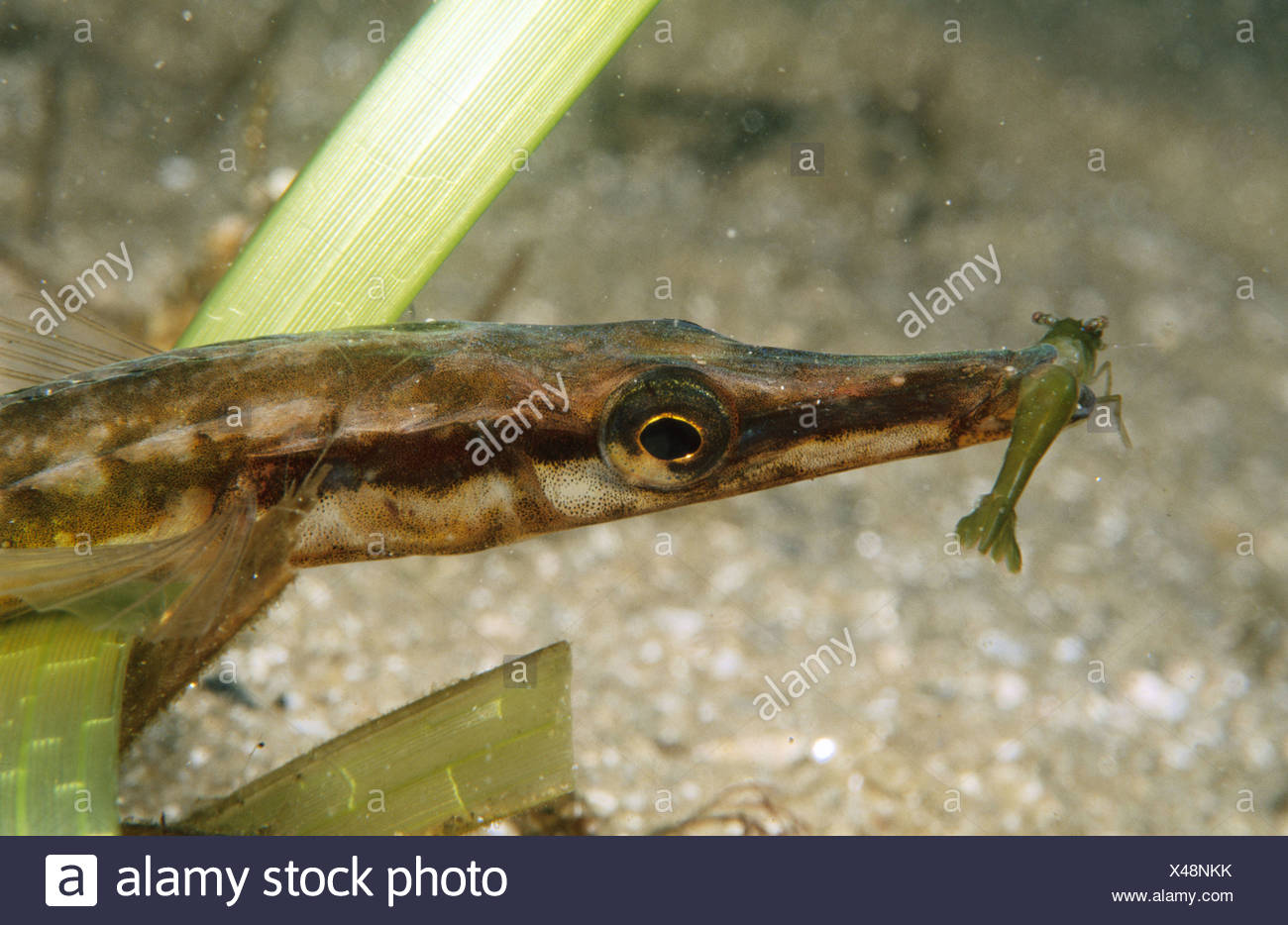 Meer Stichling Spinachia Spinachia Fressen Garnelen Stockfotografie Alamy