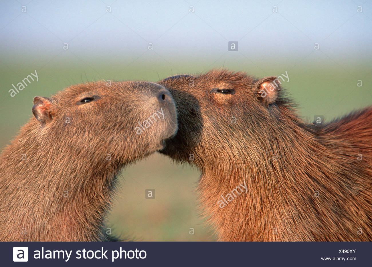 Carpincho Capybara Stockfotografie Alamy