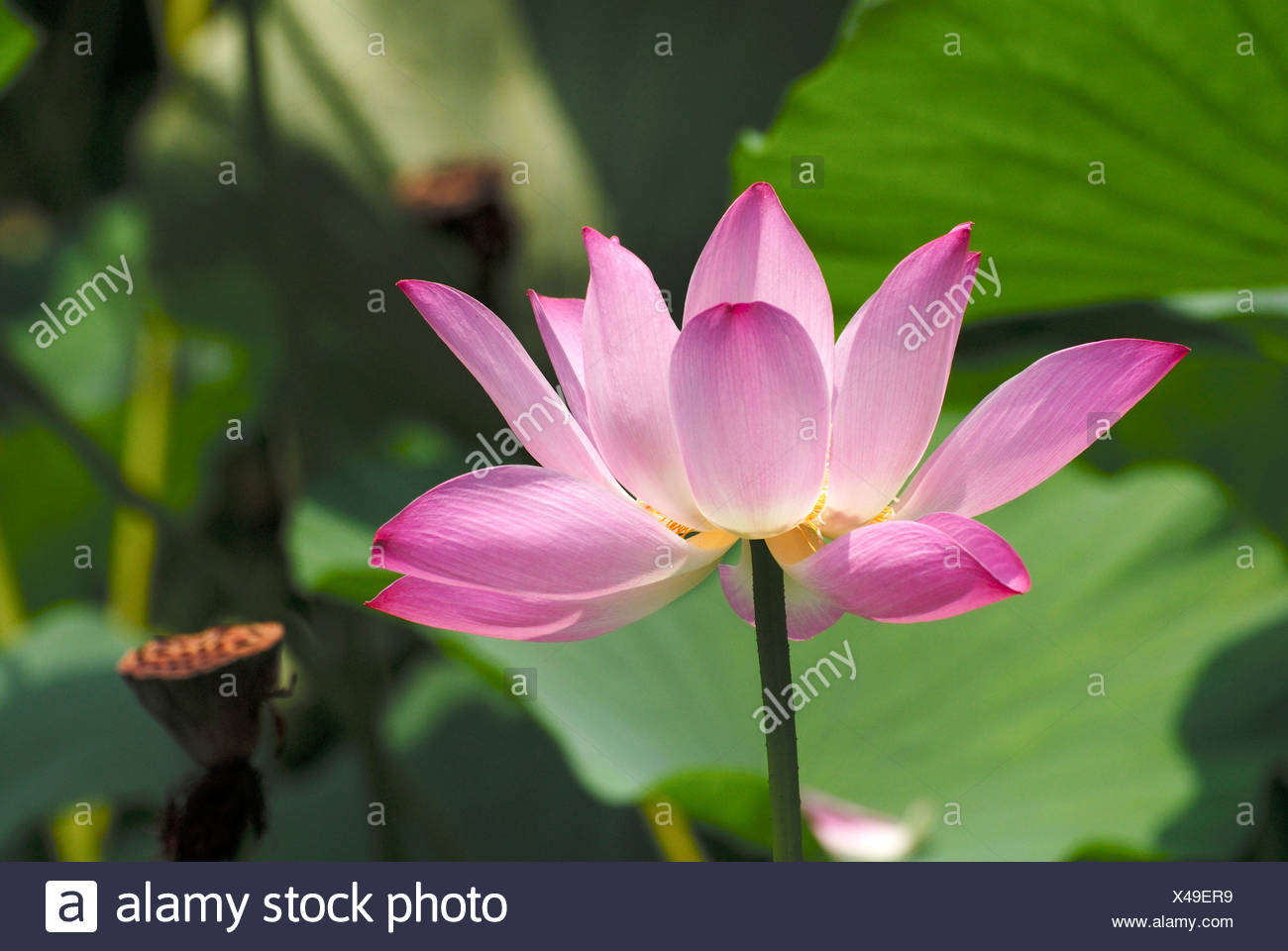 Nelumbo Lotus Wasser Blume Stockfotografie Alamy