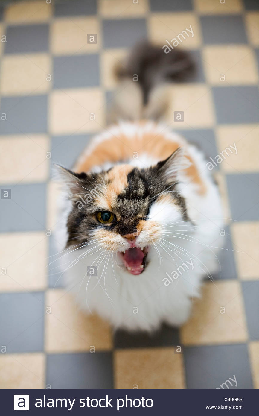Katzen Knurren Katze Knurrt Und Faucht Ohne Grund Was