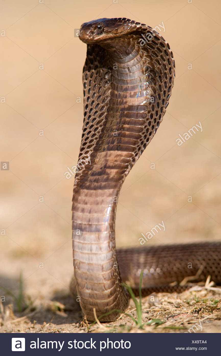 Agyptische Kobra Schlange Naja Haje Indien Stockfotografie Alamy