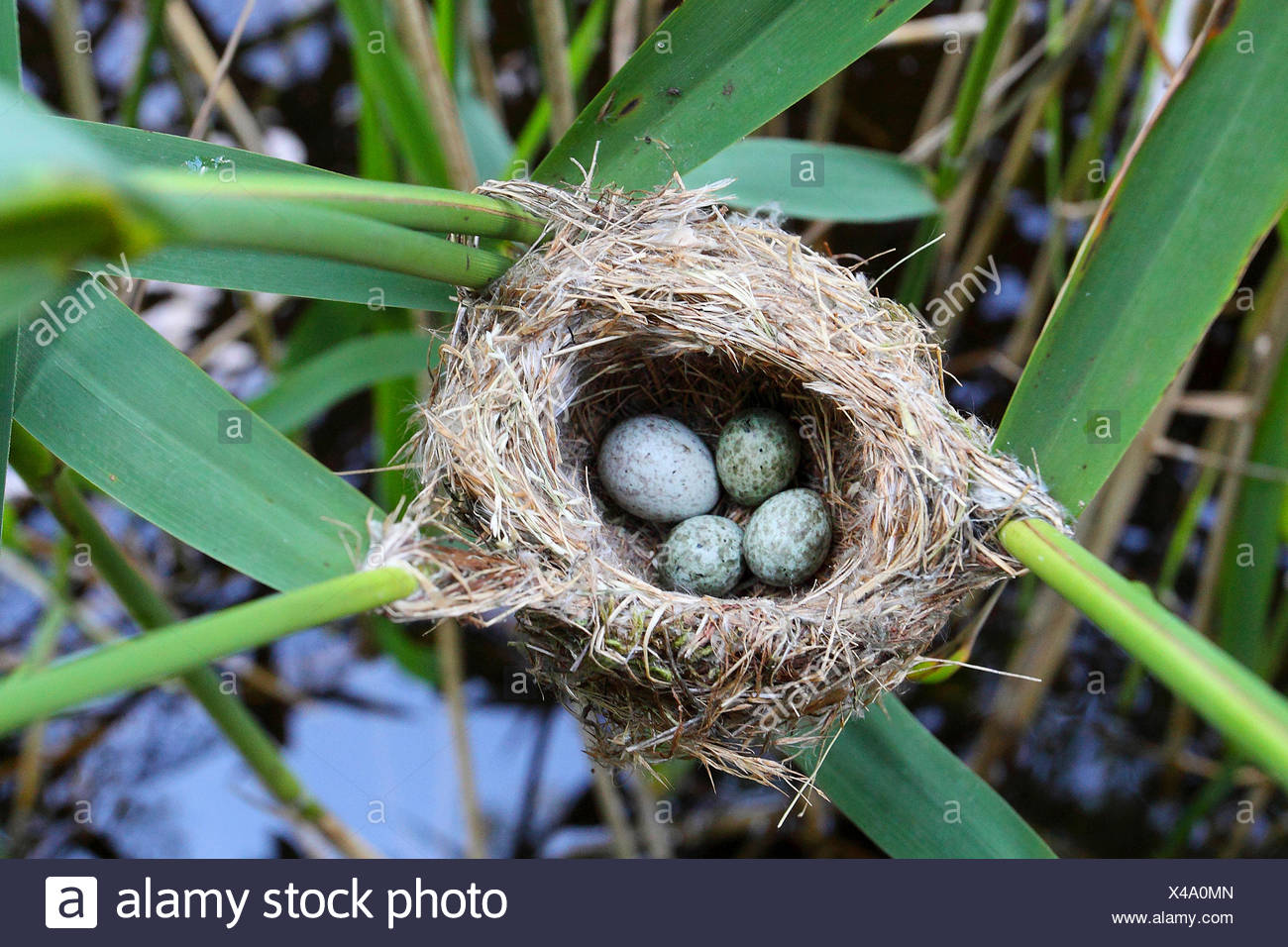 In Welche Nester Legt Der Kuckuck Seine Eier www.alamy.de
