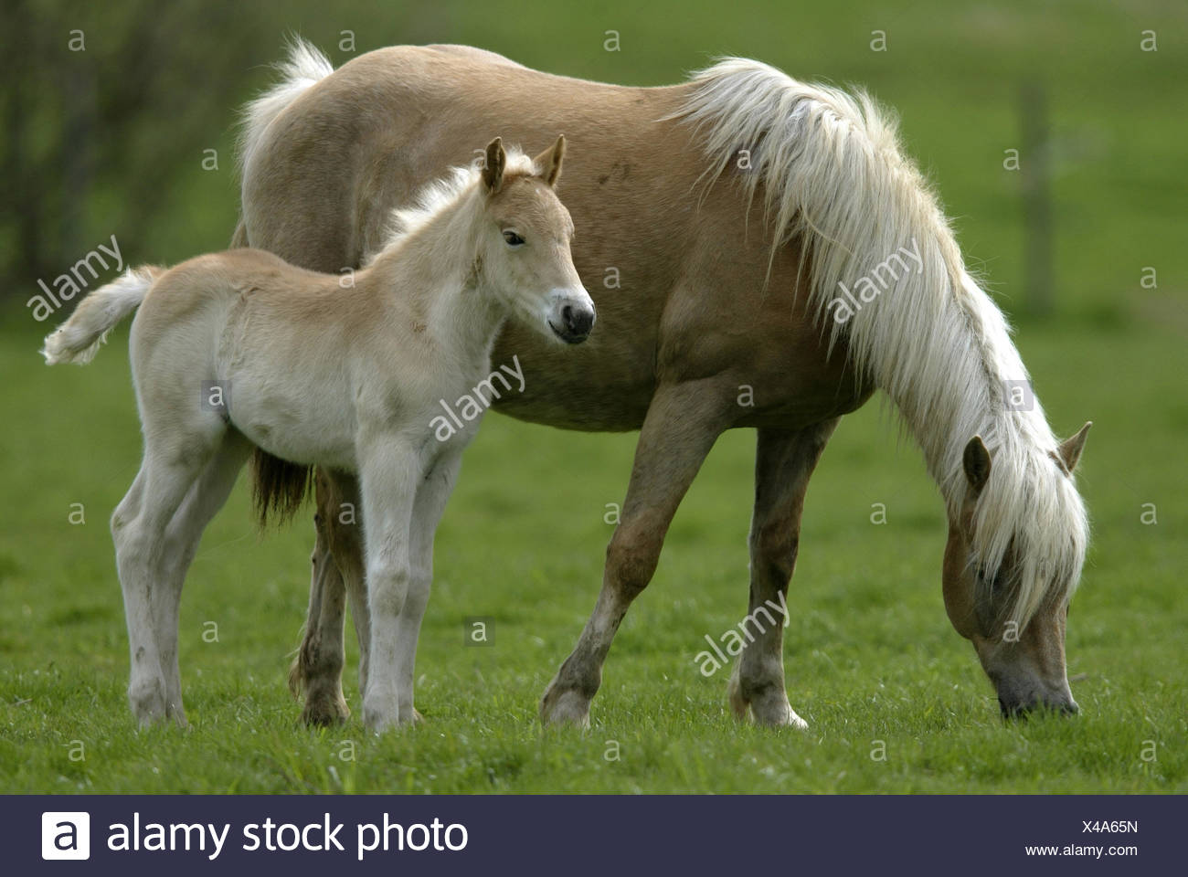 haflinger stute haflinger stute